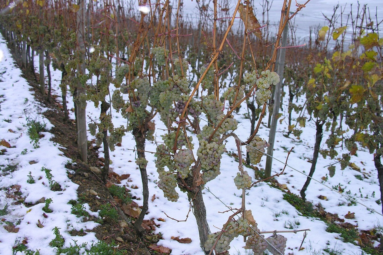 Frozen grapes in Luxembourg