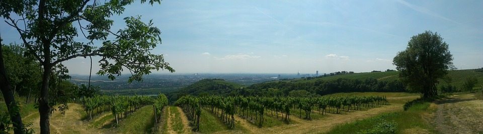 Vineyards of Vienna