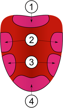 Map of the tongue: bitter at the back, sweet at the tip, sour and salt on the sides.