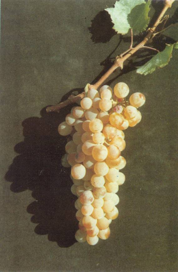 Assyrtiko grapes on the vine