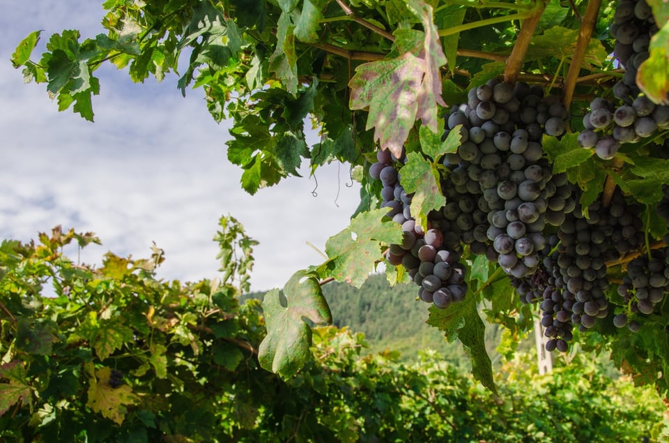 The beginner’s guide to Amarone wine - Vincarta