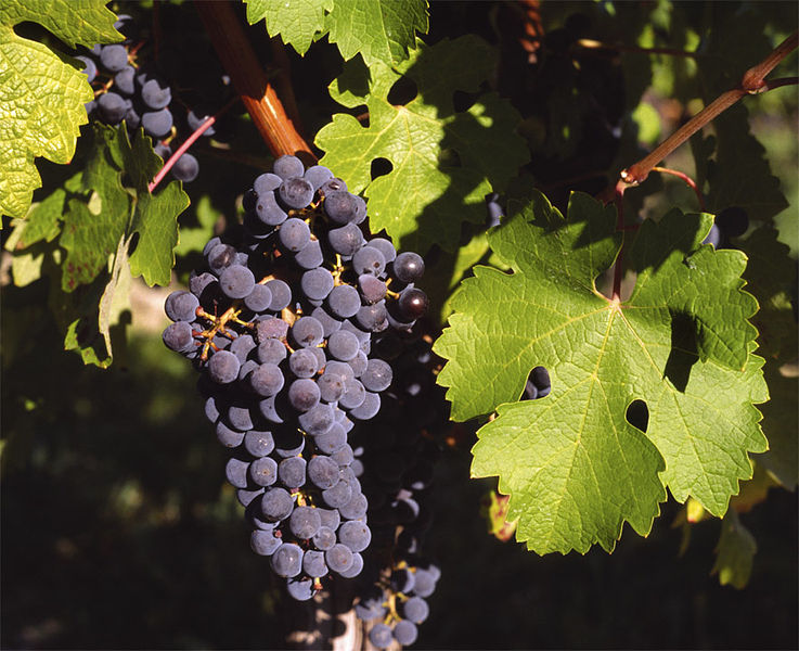 Cabernet Sauvignon grapes on the vine
