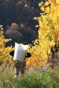 Harvest at Nikolaihof. Grapes are handpicked and handled with care. Courtesy of http://www.nikolaihof.at/en/wine-tavern/gallery/