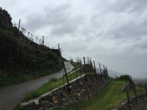 Beautiful stone walls making up the terraces in Wachau. They are mortar free and provide a habitat for animals and insects.