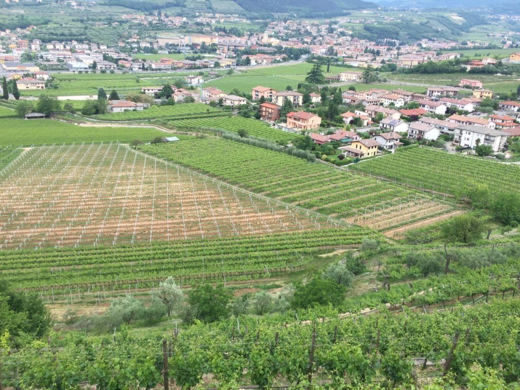 Hillside vineyard view at Quintarelly