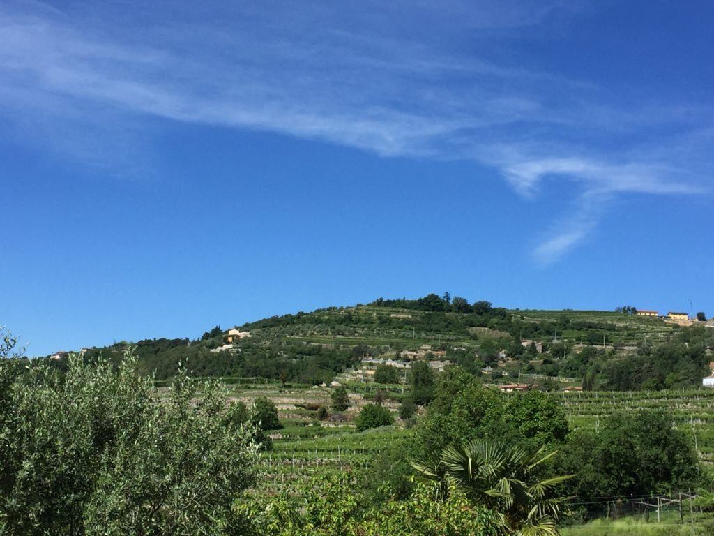 vineyards on the hill in Marano, Valpolicella