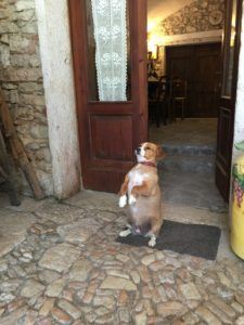 Cute wine dog standing up on its hind legs