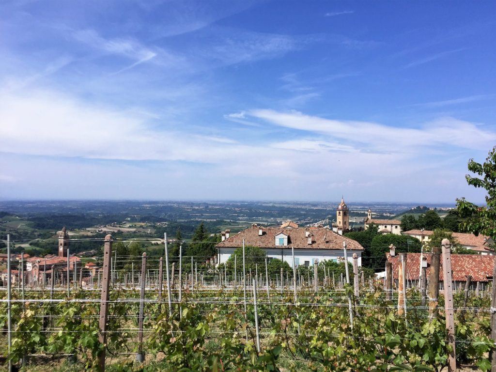 Vines at Conterno Fantino