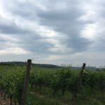 Fields of grapes at Azienda Piccoli