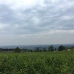 Fields of grapes at Azienda Piccoli