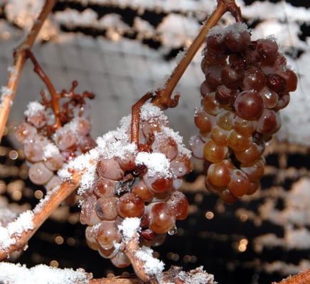 Bunches of grapes with ice on them