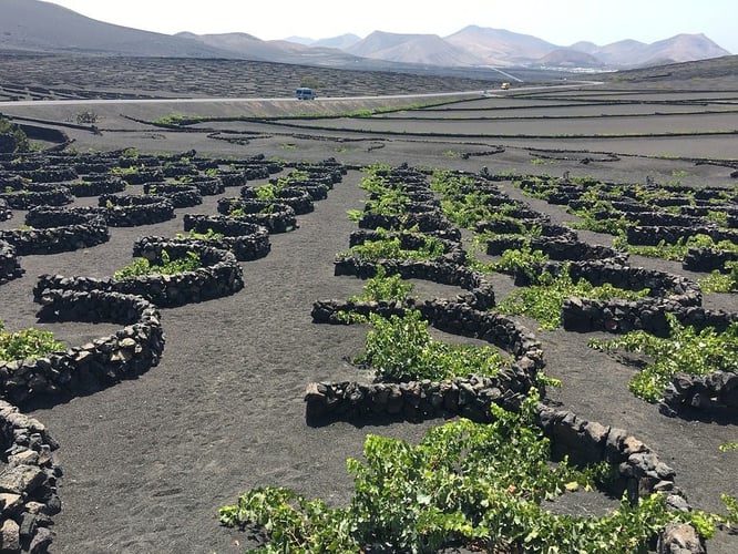 Lanzarote volcanic vineyards