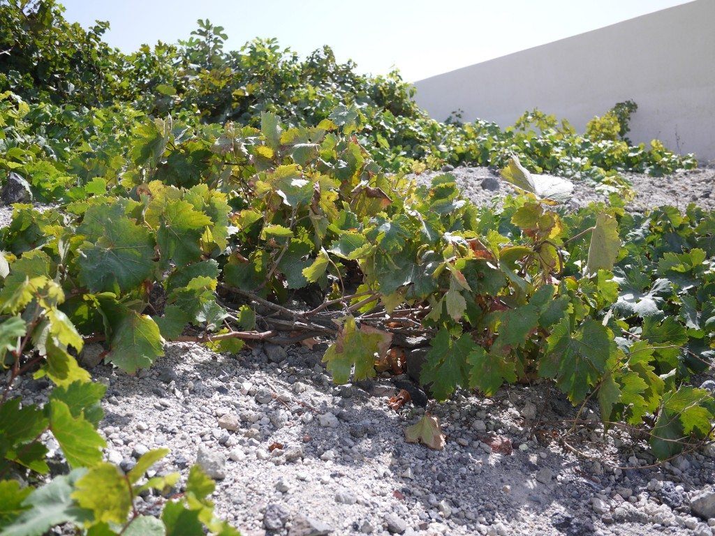 Vines in Santorini on dry and dusty soil
