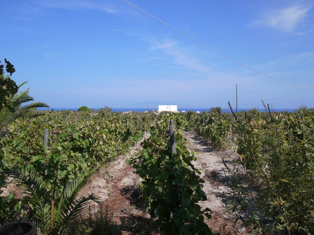 Vines at Domaine Sigalas