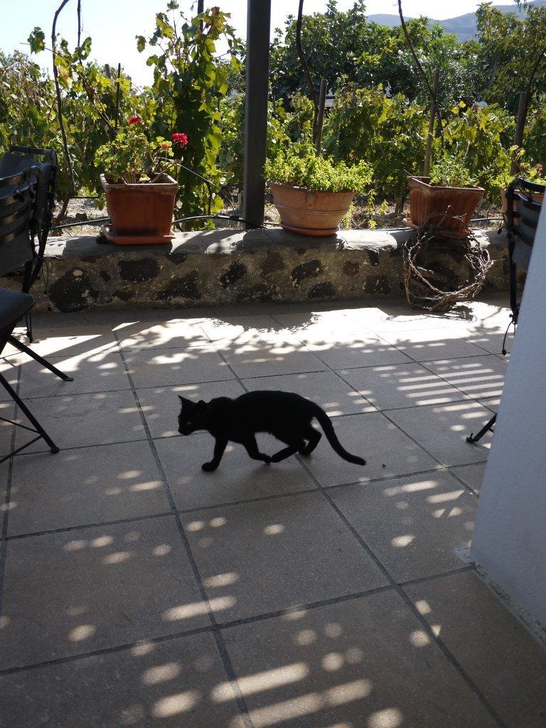 Black cat walking past us on the wine terrace