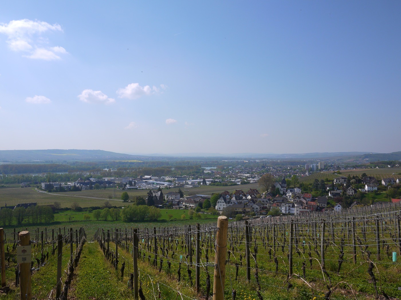 Riesling vines in Rheingau, Germany
