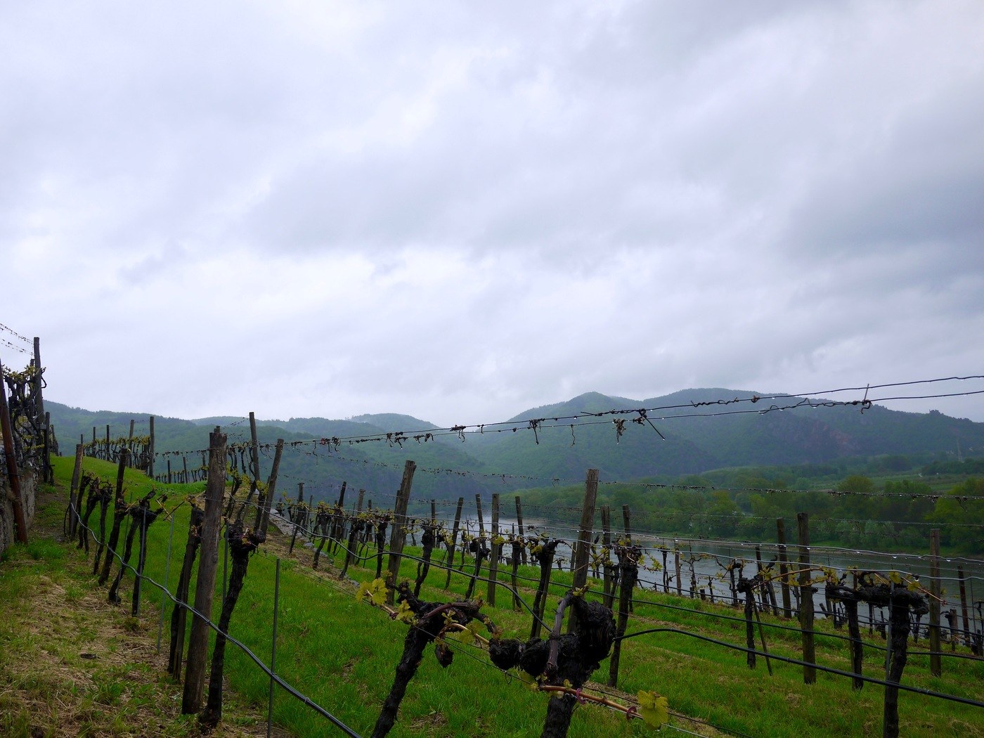 Riesling in the Wachau region of Austria - steep vineyards on the banks of the Danube