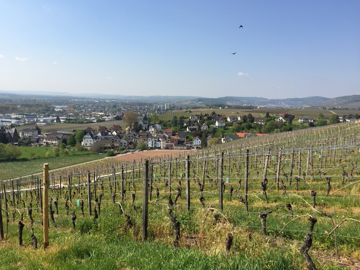 Riesling grapes growing in Schloss Johannisberg vineyard in Rheingau