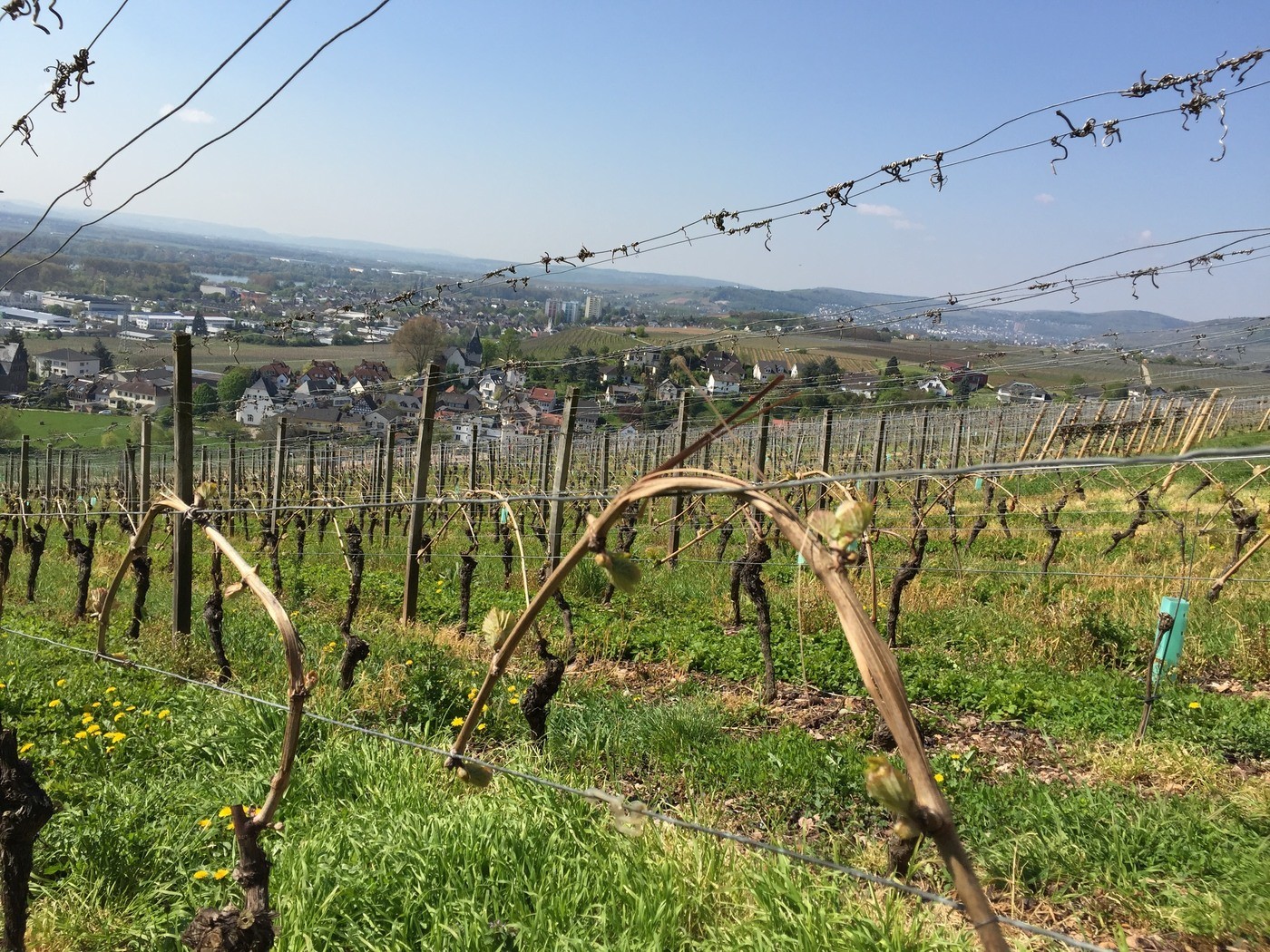 Vines growing on a gentle slope between Schloss Johannisberg and the Rhine
