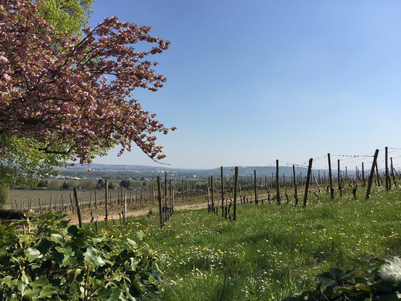 Beautiful view of the vineyard outside Schloss Vollrads