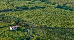 A vineyard in Valpolicella, Italy