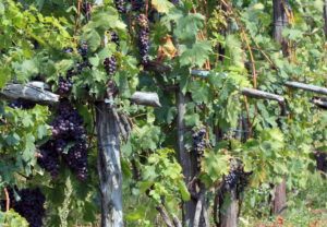 Valpolicella grapes hanging on the vine