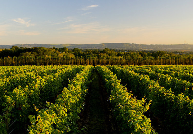 Nyetimber English Vineyard