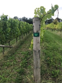 Pinot Noir vines at Nyetimber