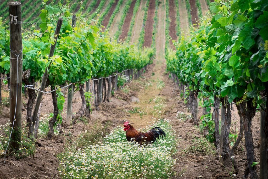 biodynamic vineyard