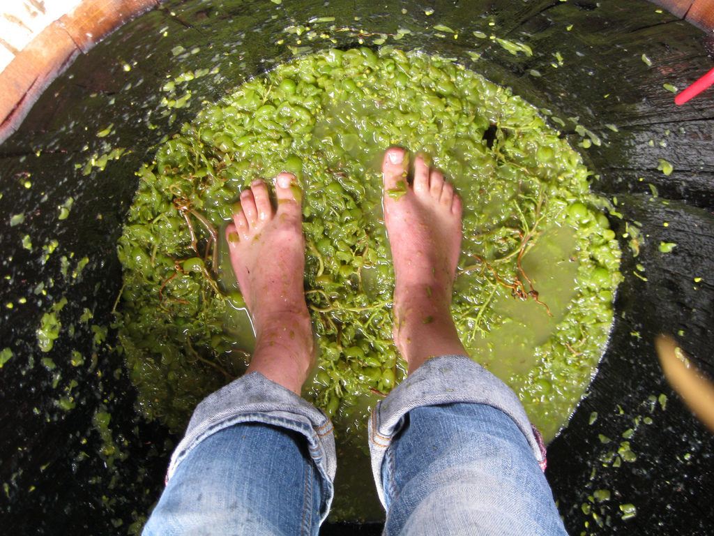 Feet treading grapes