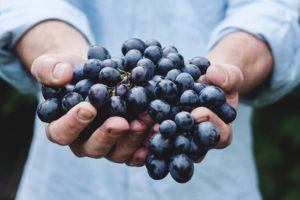 Someone holding a bunch of grapes