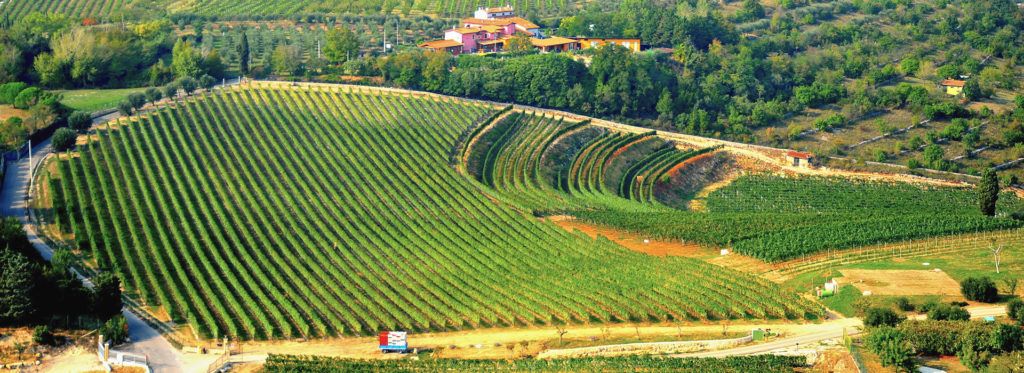Piccoli wine - amarone