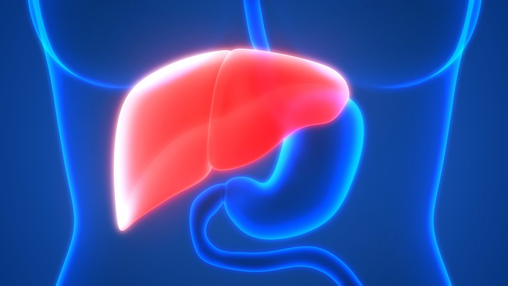 human liver, 3D