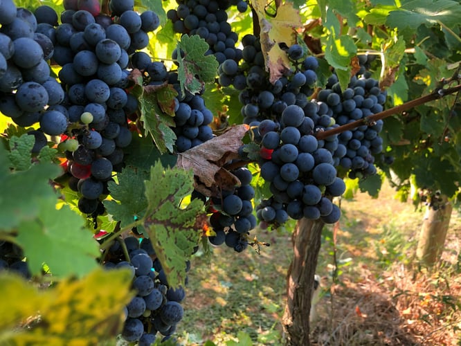 Cabernet Sauvignon grapes