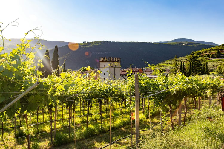 Vineyard in Valpolicella