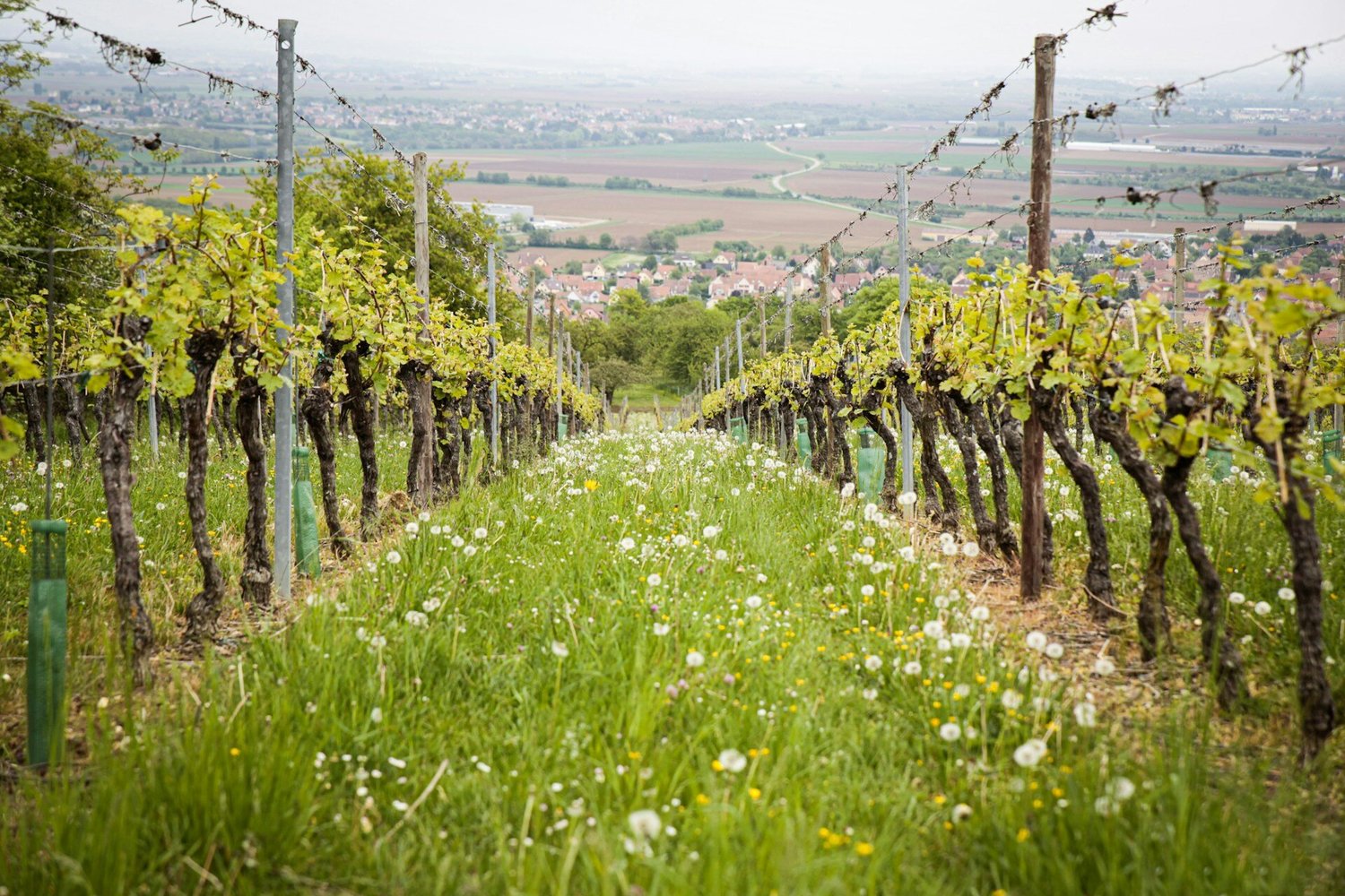 Biodynamic vineyard