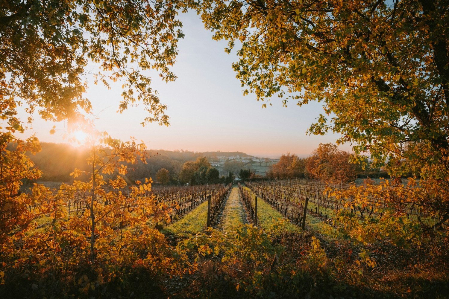 Vineyard at sunset