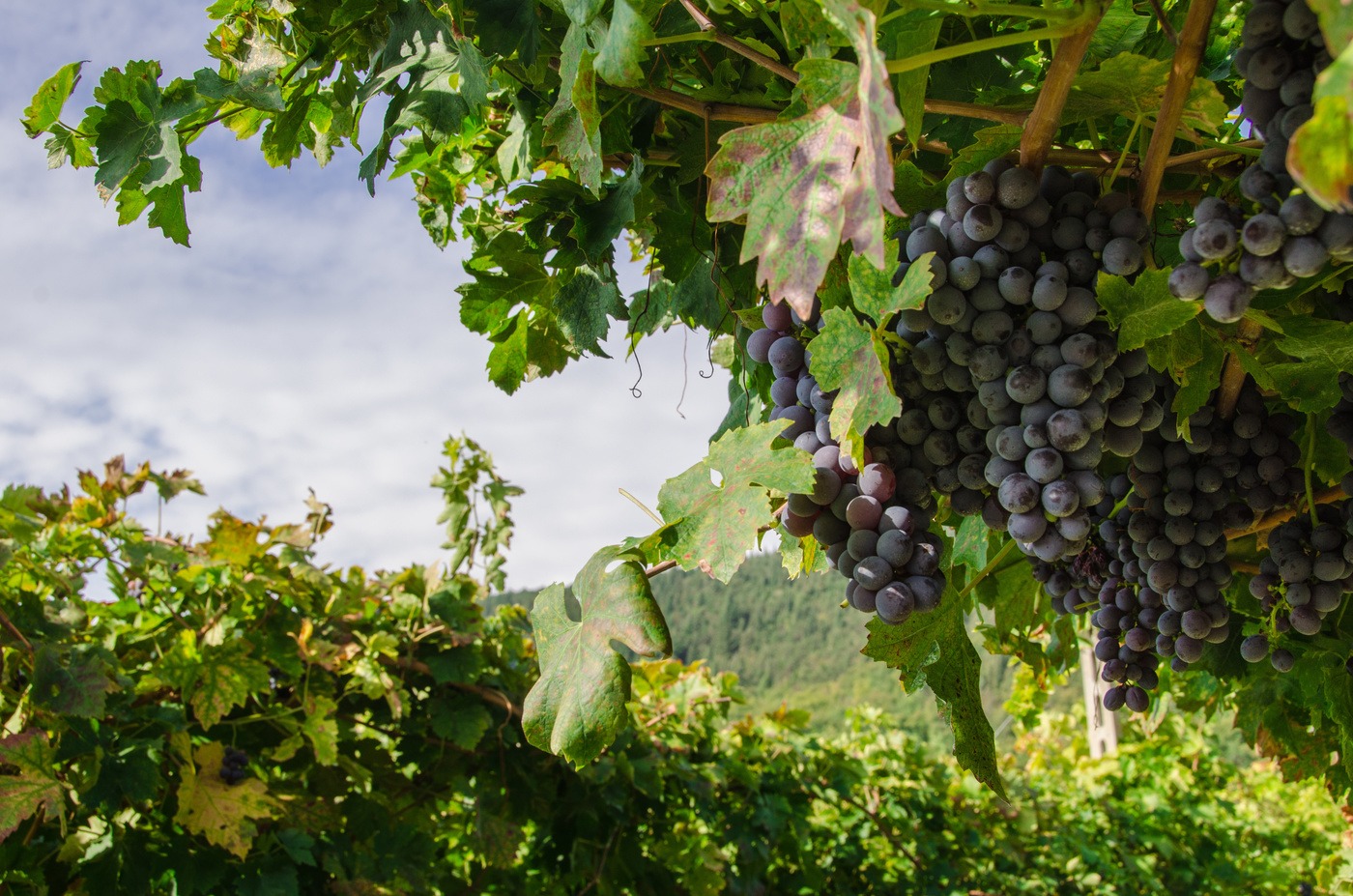 The beginner’s guide to Amarone wine - Vincarta