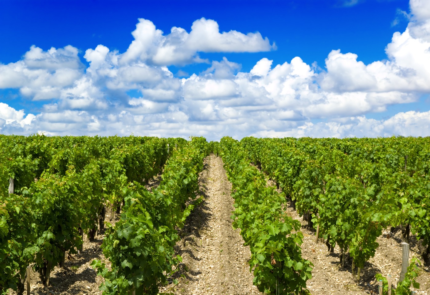 Scenic view of Bordeaux vineyards from train